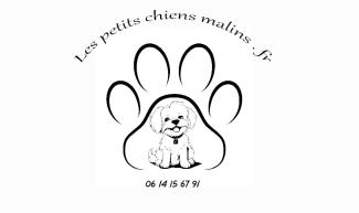 Les petits chiens malins